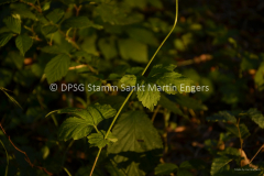 Hike der Sippe Krokodil 201512