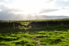 Hike Sippe Krokodil - Irland - 0047
