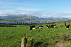 Hike Sippe Krokodil - Irland - 0108