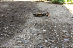 Brex Aktionstag 2018 - 0001