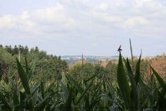 Gruppenlager Sippe Adler Brexbachtal 2020 - 0772