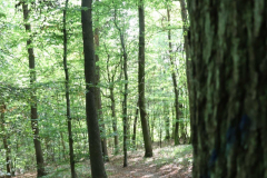 Gruppenlager Sippe Adler Brexbachtal 2020 - 0781