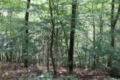 Gruppenlager Sippe Adler Brexbachtal 2020 - 0784