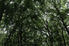 Gruppenlager Sippe Adler Brexbachtal 2020 - 0802