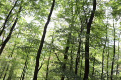 Gruppenlager Sippe Adler Brexbachtal 2020 - 0808